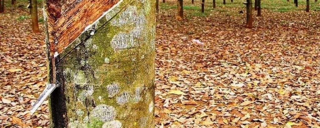 Rubberboom plantage e14248740617941