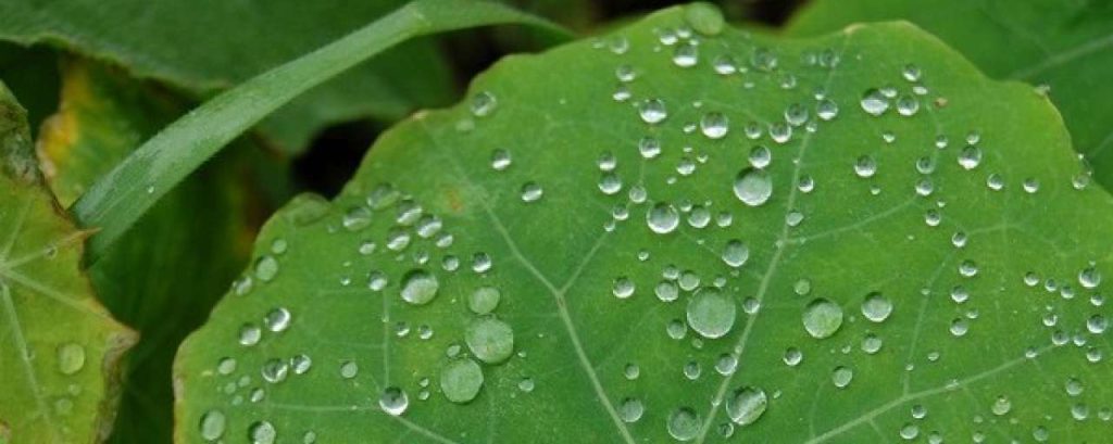 Biomimicry