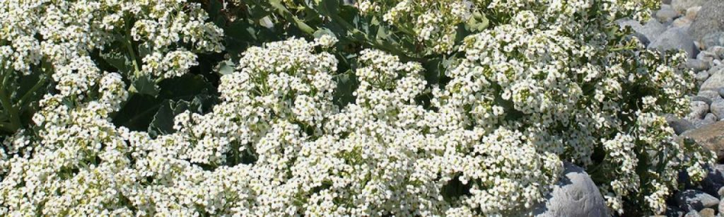 Crambe