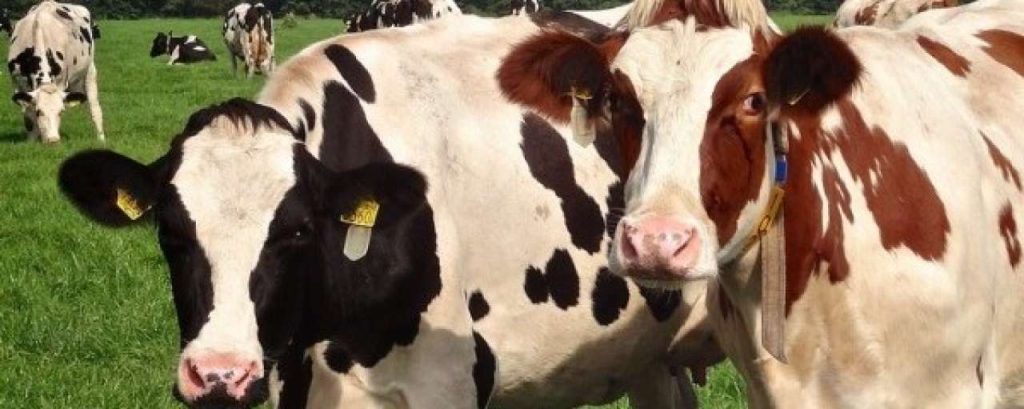 Melkvee e1424361475412