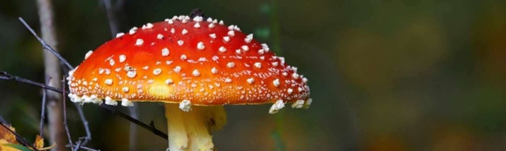 Paddestoel1