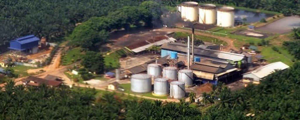 Palmolie800 mill