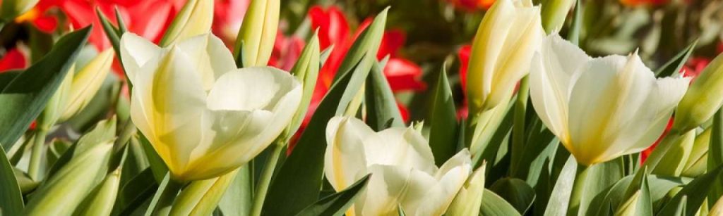 1tulp1