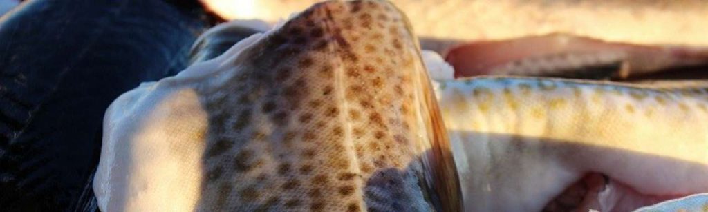 Blok INTERFACE 300x109