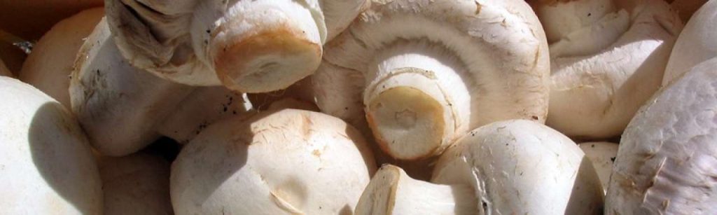 Champignon