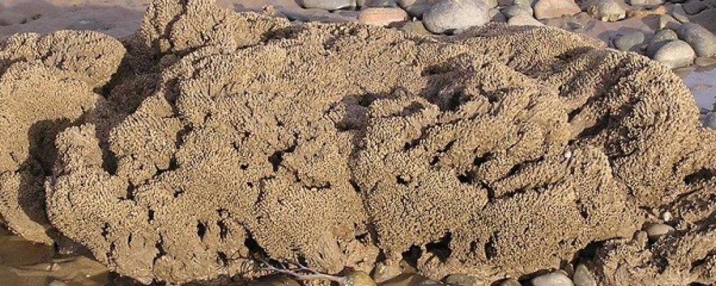 Honeycomb worm