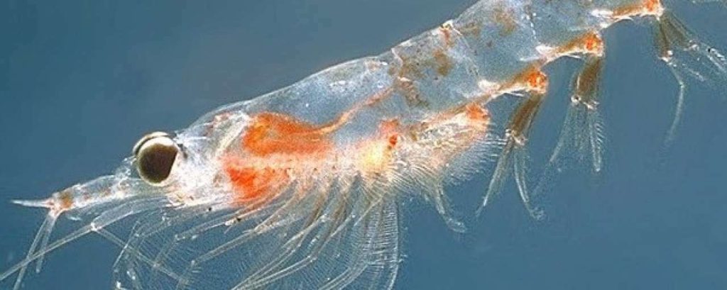 Meganyctiphanes norvegica e1426167078492
