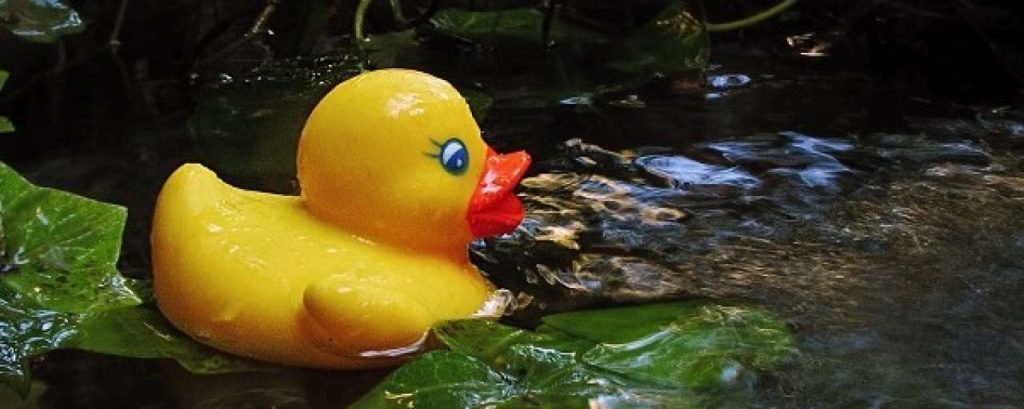 Badeend