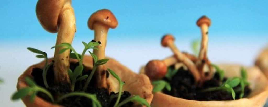 Edible growth