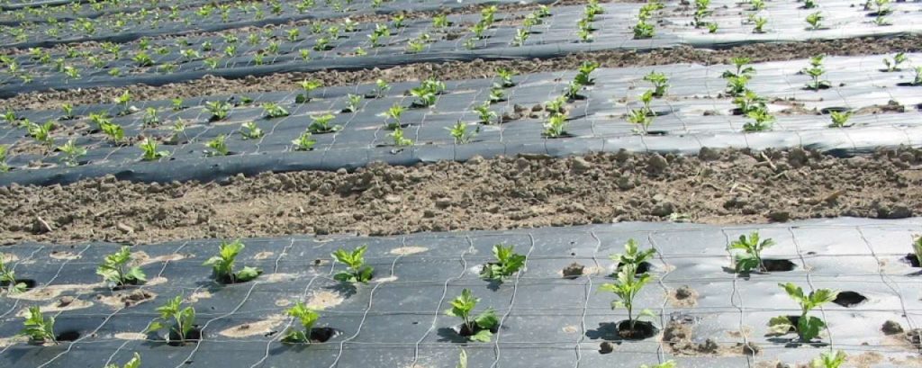 Mulch Film made of PLA Blend Bio Flex