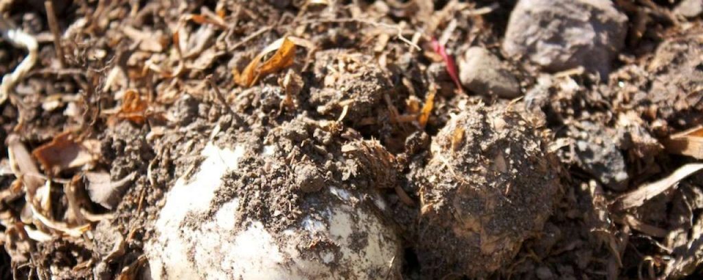Terberg tractor