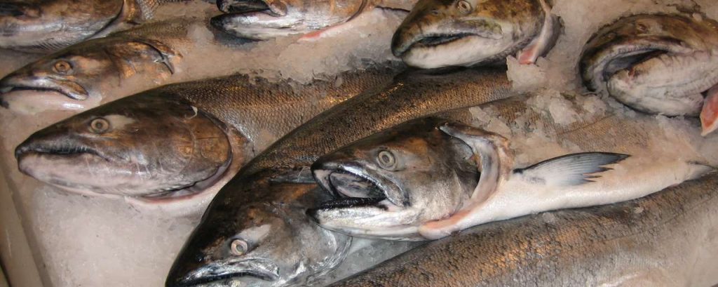 Salmon for sale