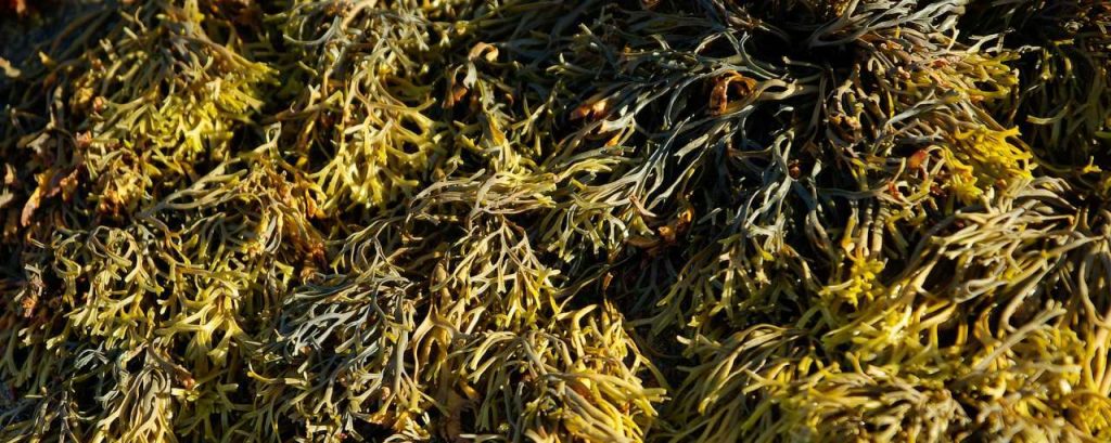 Algae 1047550 1920