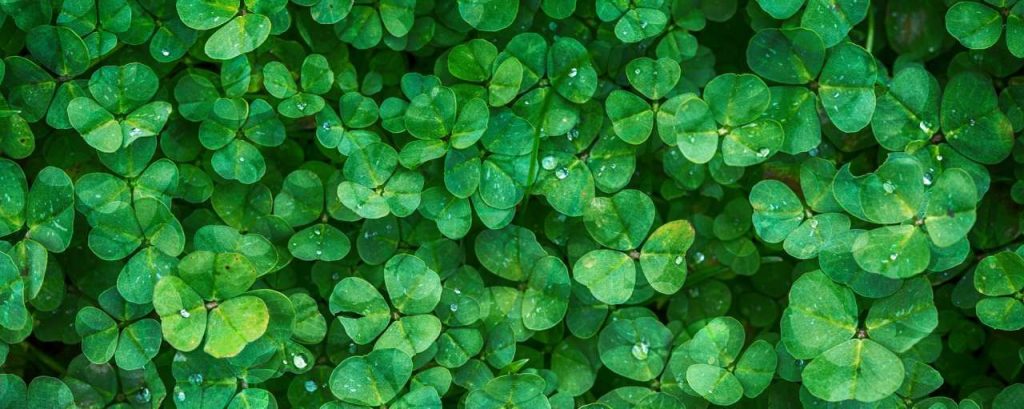 Clover 1225988 1920