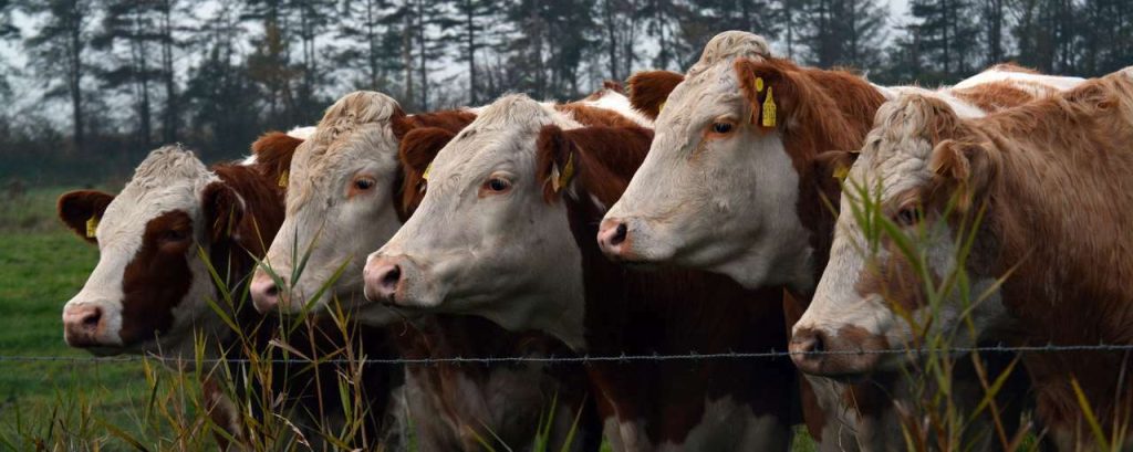 Cows 1016344 1920