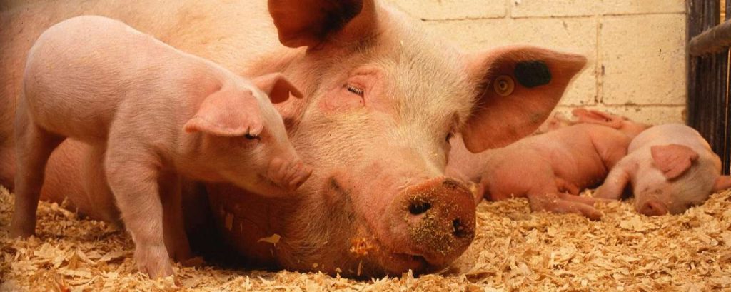 Pigs 387204 1920