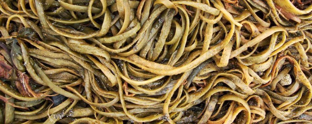 Seaweed 851896 1920