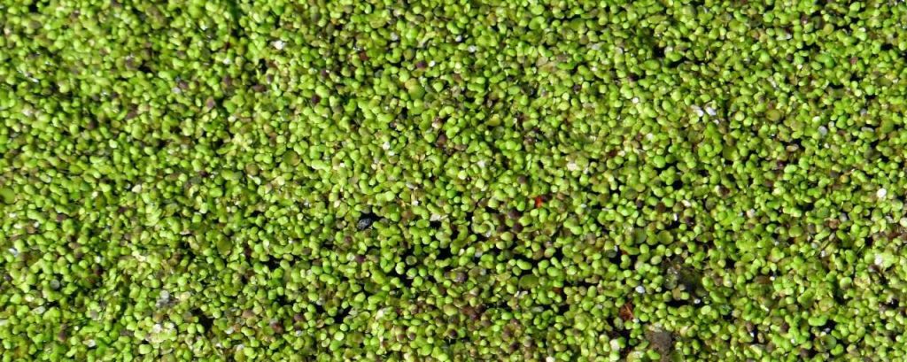 Duckweed 377535 1920