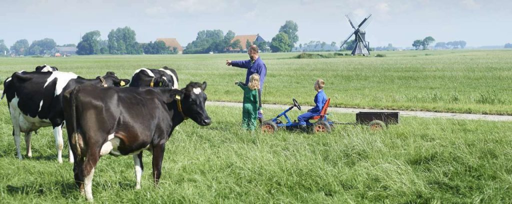 Father and children cows