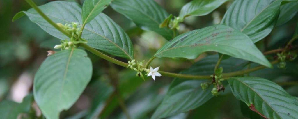 Plant ms medicijn