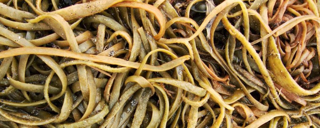 Seaweed 851896 1920