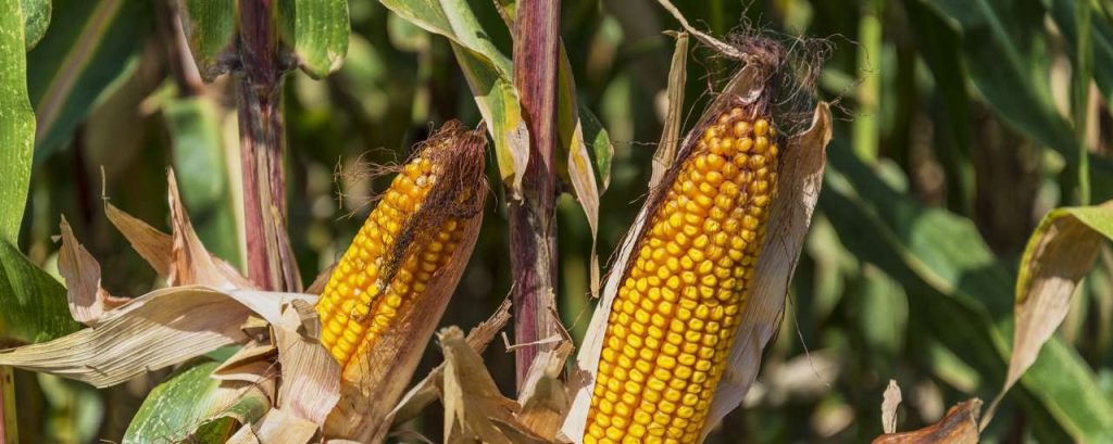 Corn 1163124 1920