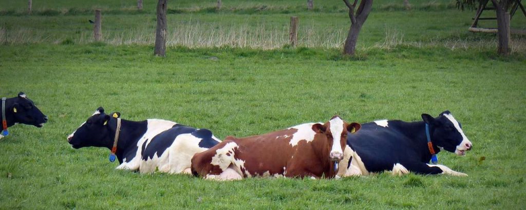 Cow 1349256 1920