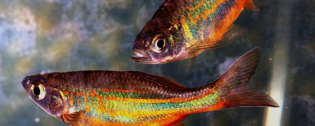 Fish 774784 960 720