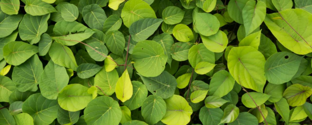 Green wall
