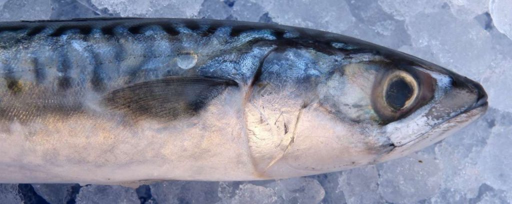 Mackerel 1139778 1920