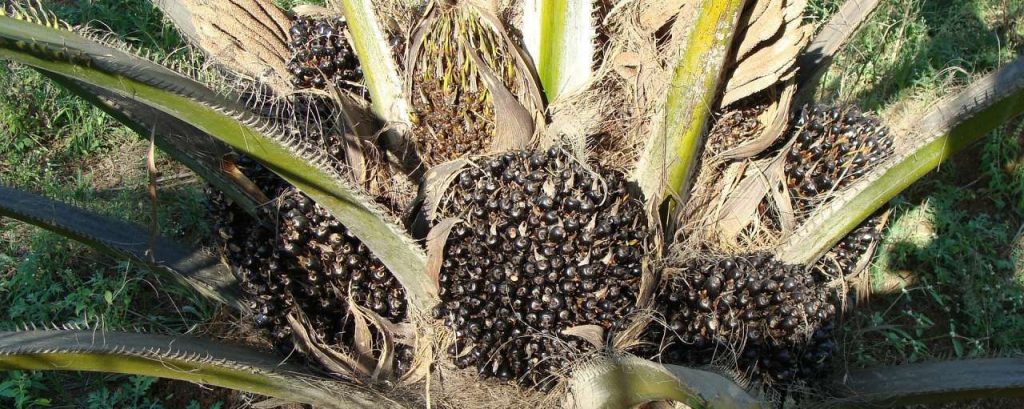 Oil palm 287879 1920