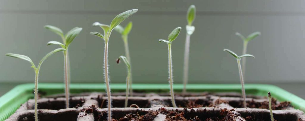 Plant 1290191 1920