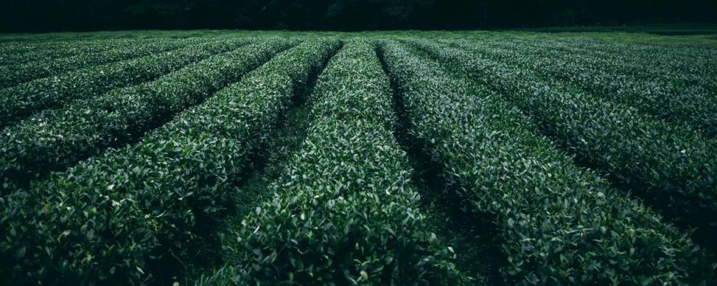 Plantation 945400 1920