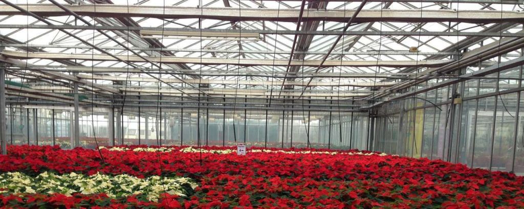Poinsettia 210023 1920