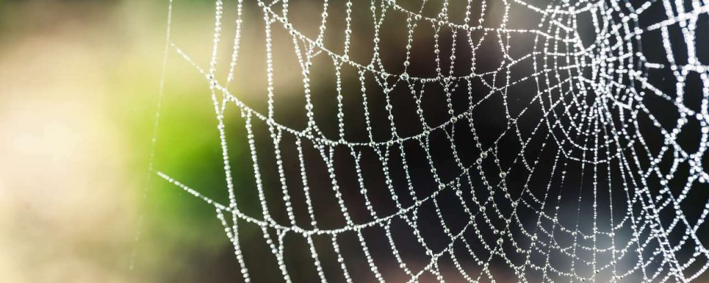 Spider silk 1287407 1920