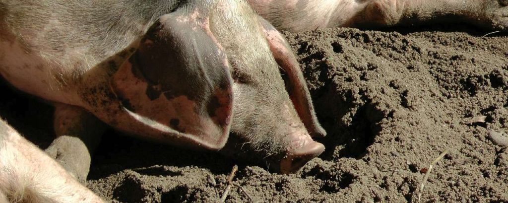 Bentheimer country pig 481046 1280