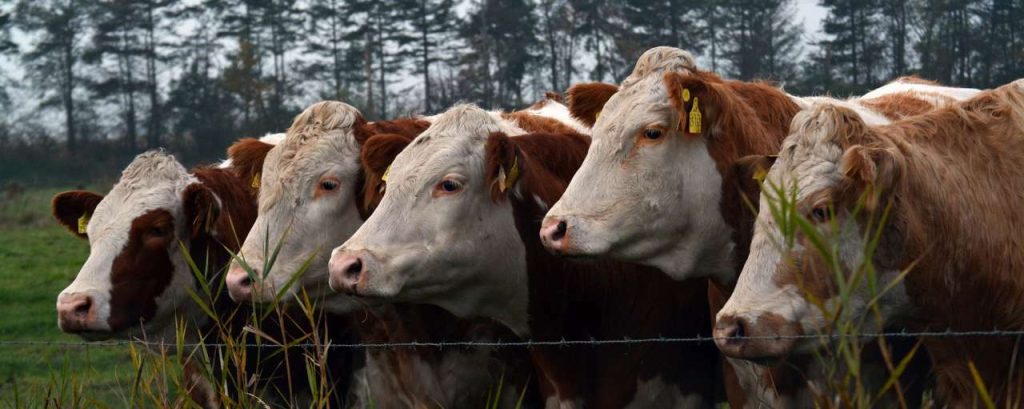 Cows 1016344 1920