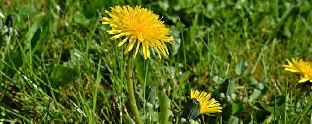 Dandelions 1337304 1920