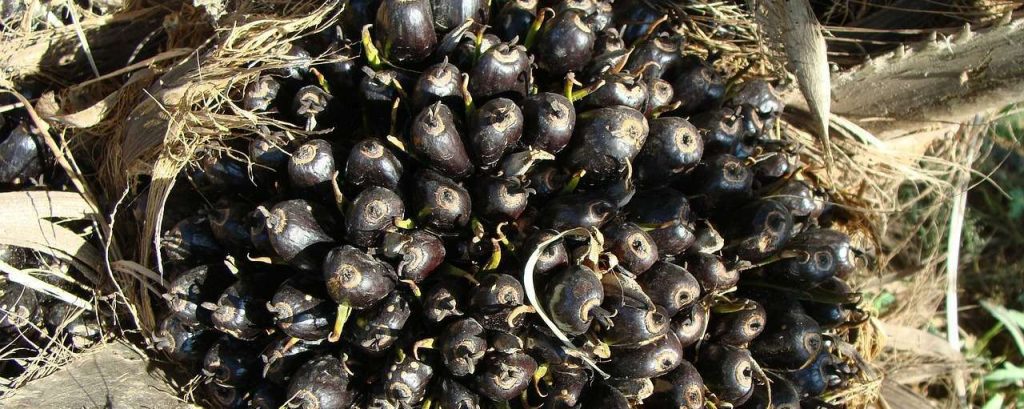 Oil palm 287903 1280