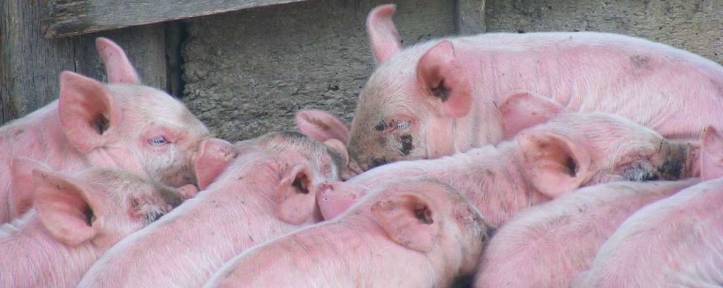 Pigs 87605 1920