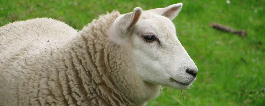 Sheep 1012298 1920