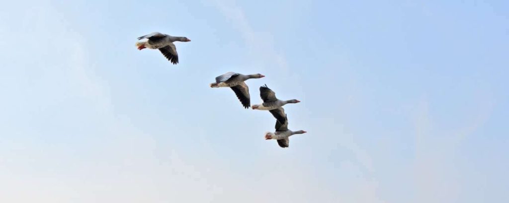Wild geese 1230707 1920