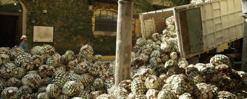 Agave selects day2 00 01 44 16 still003