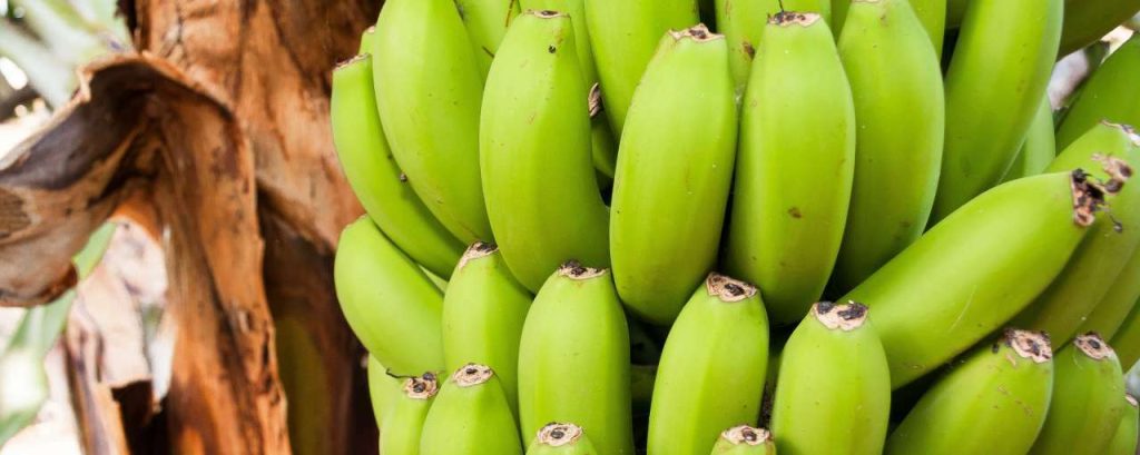Bananas 571542 1920