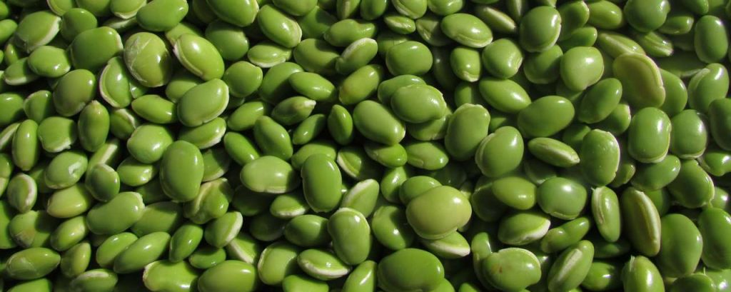 Beans 228870 1920