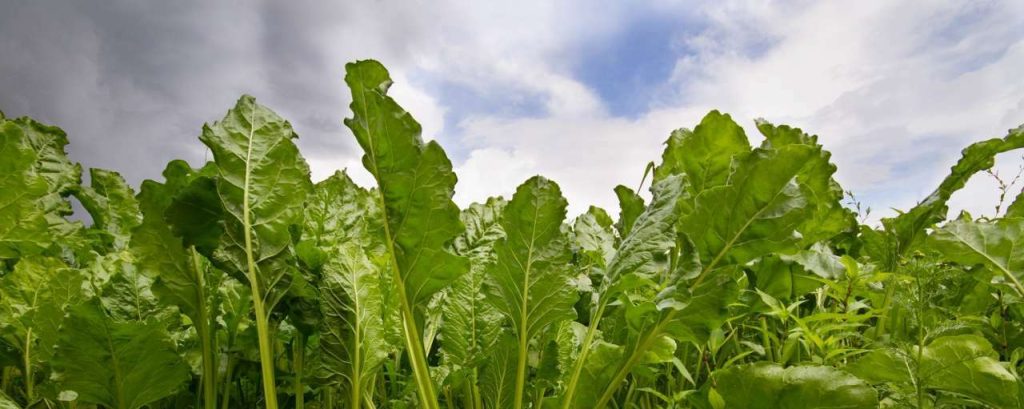 Biobased