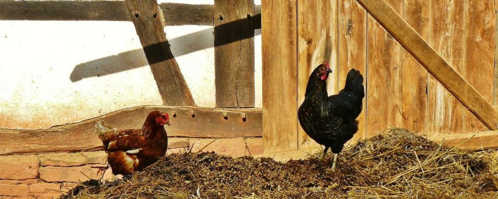 Chickens 953611 1920