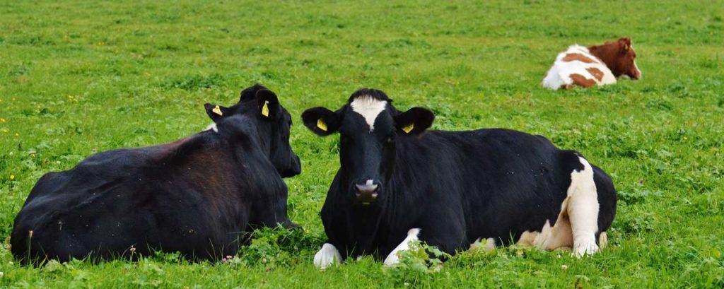 Cows 982158 1920