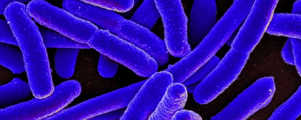 E coli bacterie