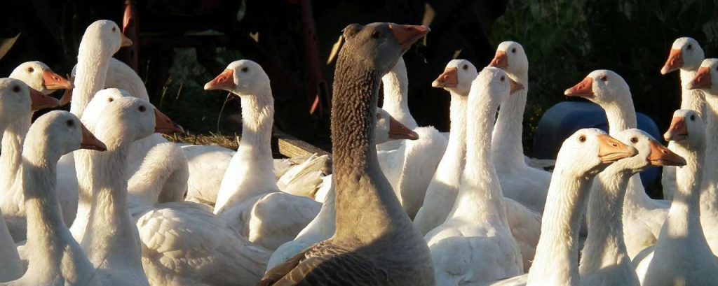 Goose 383873 1920